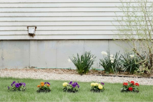 After: Before and after lawn renovation in Bellingham Lettered Streets neighborhood
